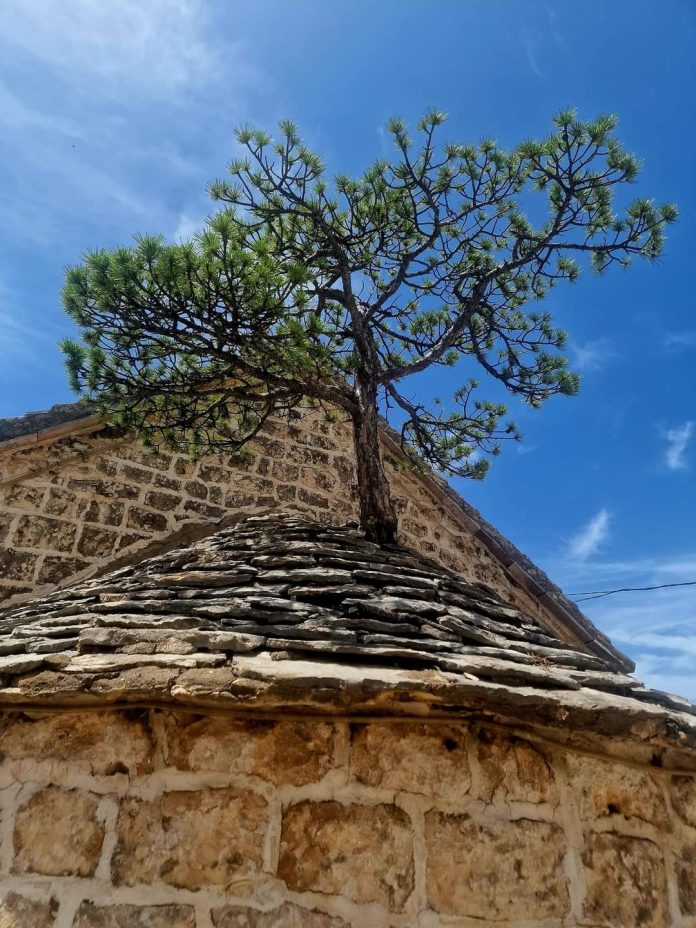 Brački bonsai